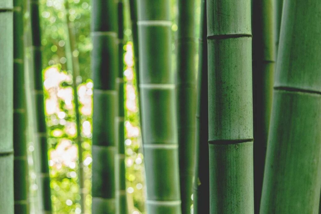 bamboo - green building materials