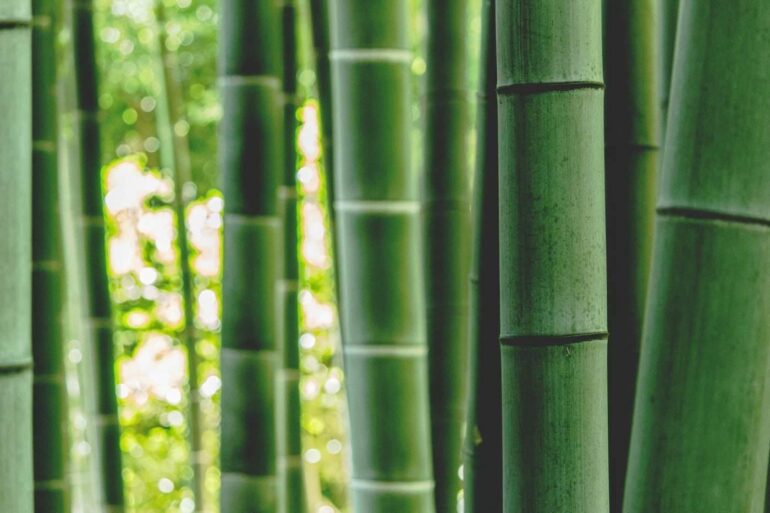 bamboo - green building materials