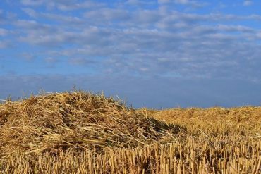 Field of straw - Npulp