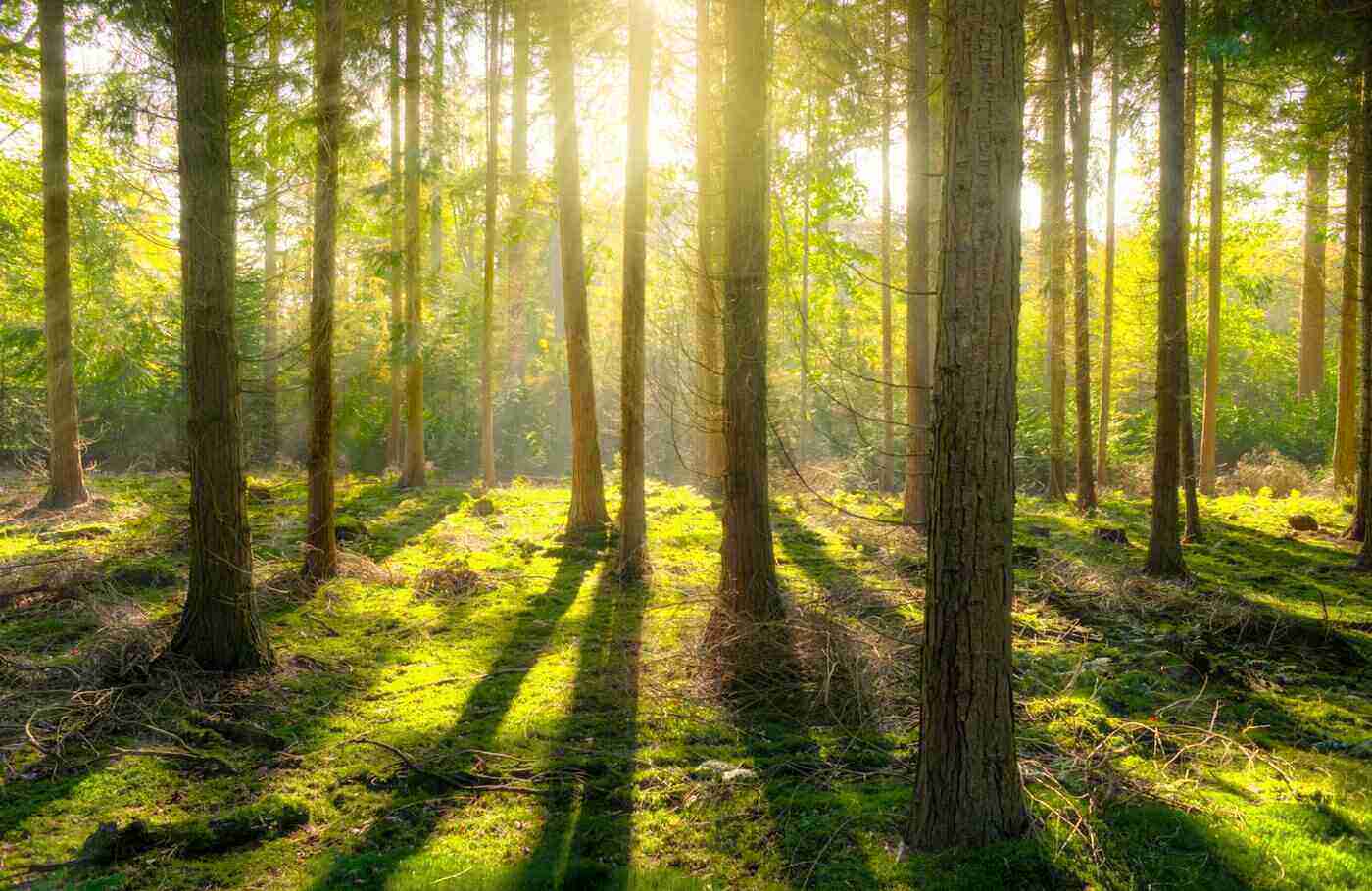 sunlight through trees - nanorods