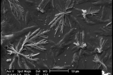 Self-assembled cellulose nanocrystals - Cellulose nanocrystals could be a wonder material