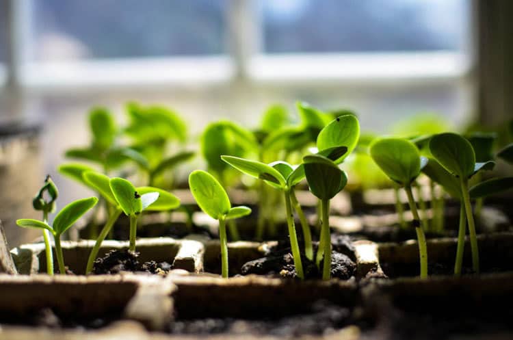 Cucumber seedlings