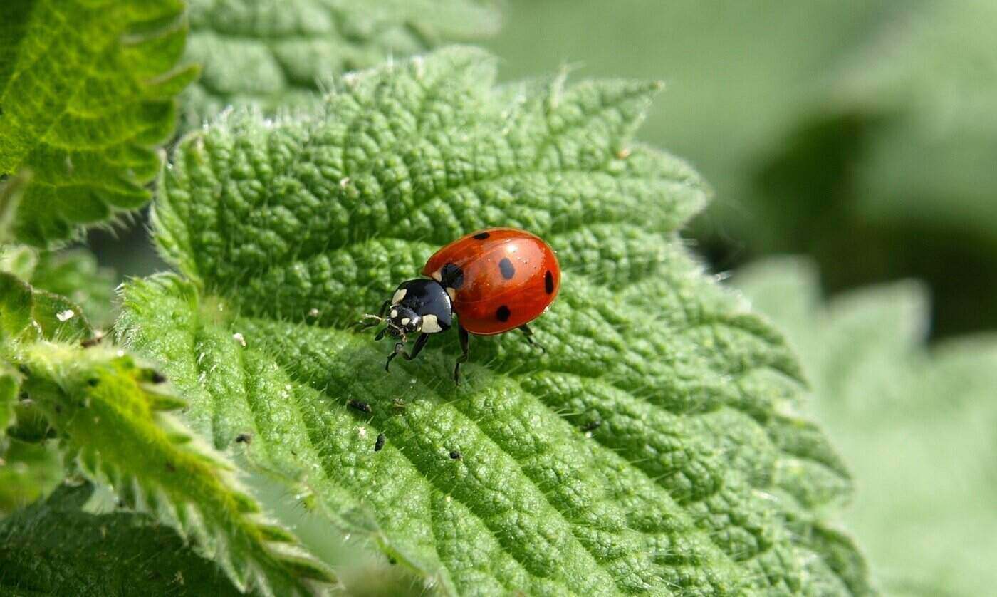 ladybug on leaf - beneficial insects in the greenhouse