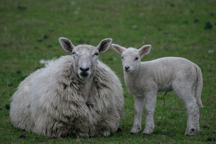 Two sheep - wool insulation
