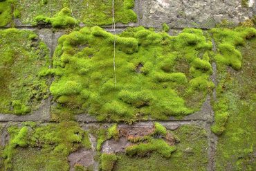 Moss growing on stone wall - Can a moss culture really clean urban air