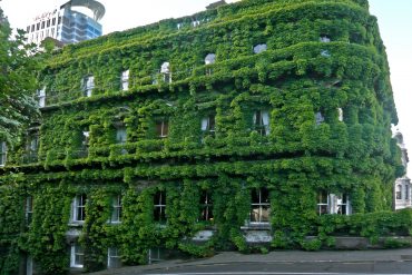 Building in Auckland with green vegetation growing on front - Advantages and disadvantages of green buildings for owners and tenants