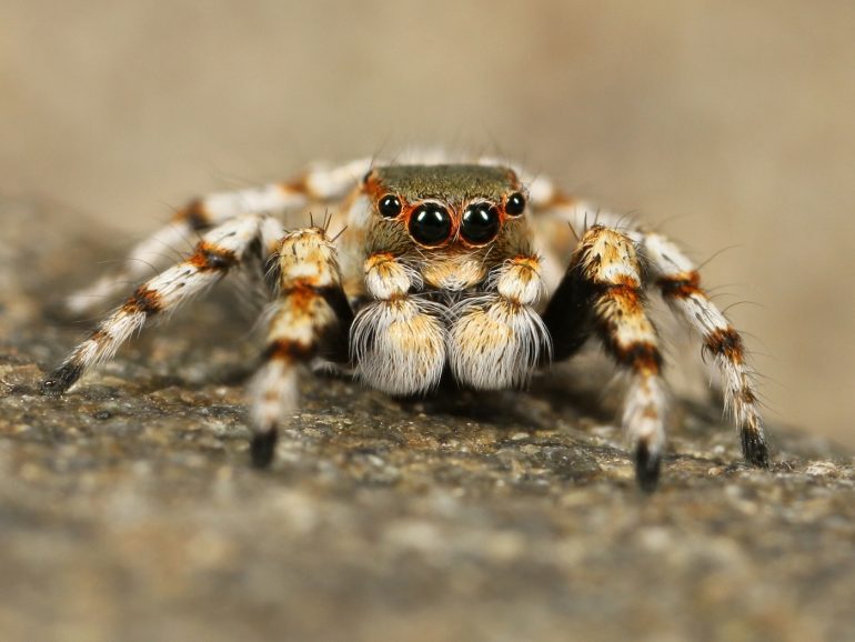 Large crawling spider. Photo via Pixabay.