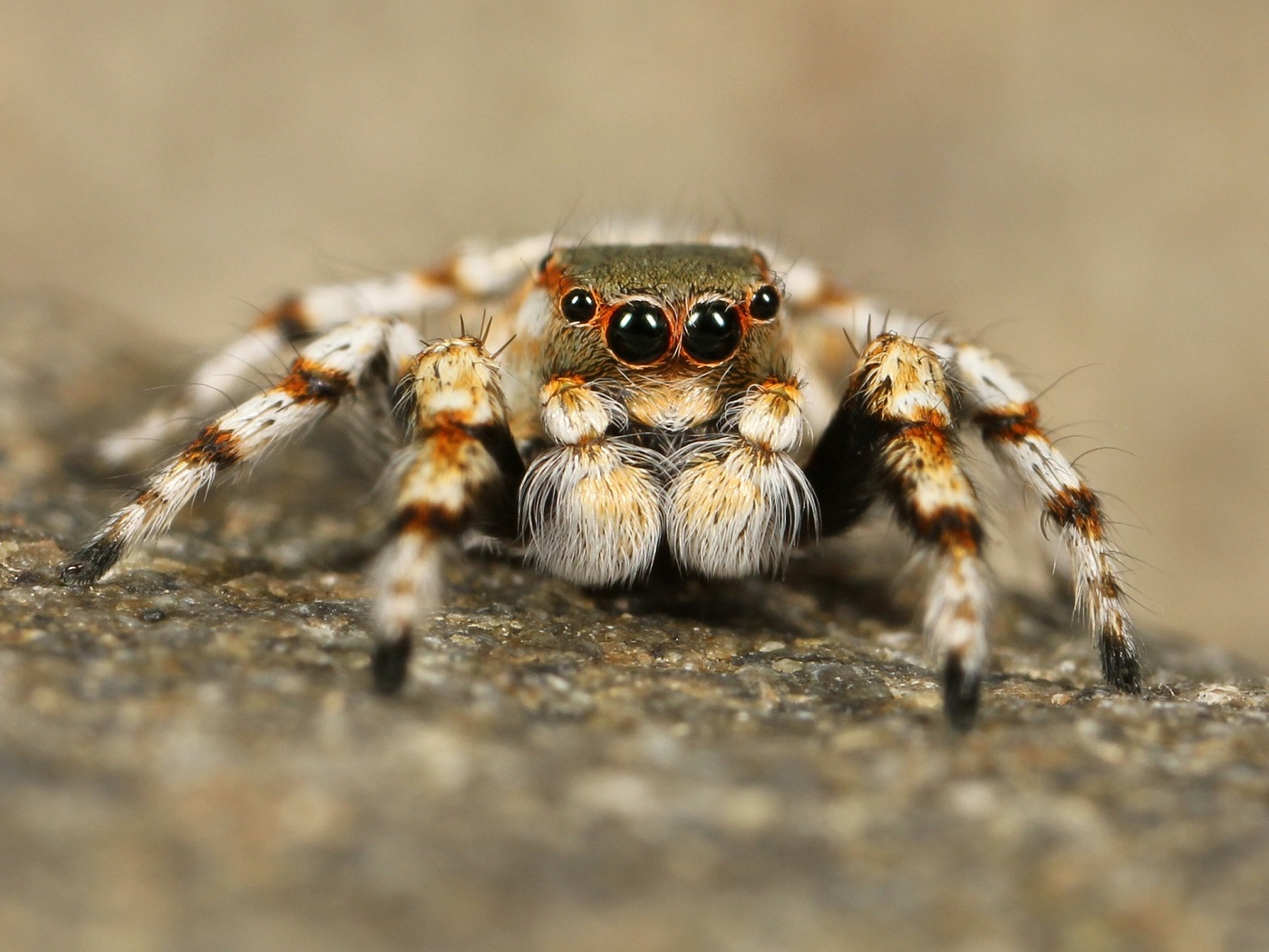 Pest Control at Home: 7 Simple DIY Solutions