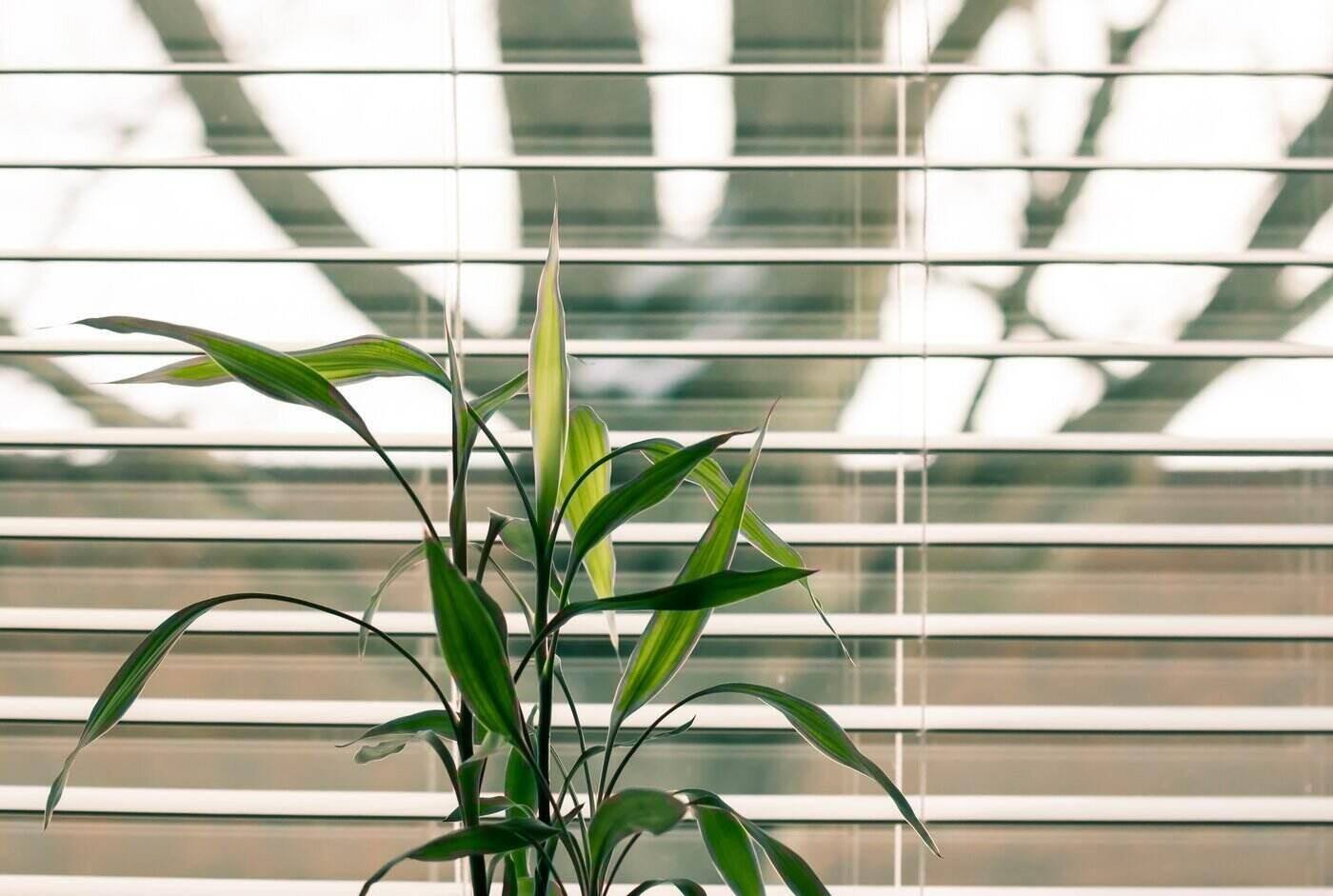 plant in front of window blinds - how to add light blockers to your window coverings