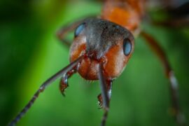 ant face - get rid of pests naturally
