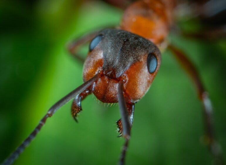 ant face - get rid of pests naturally