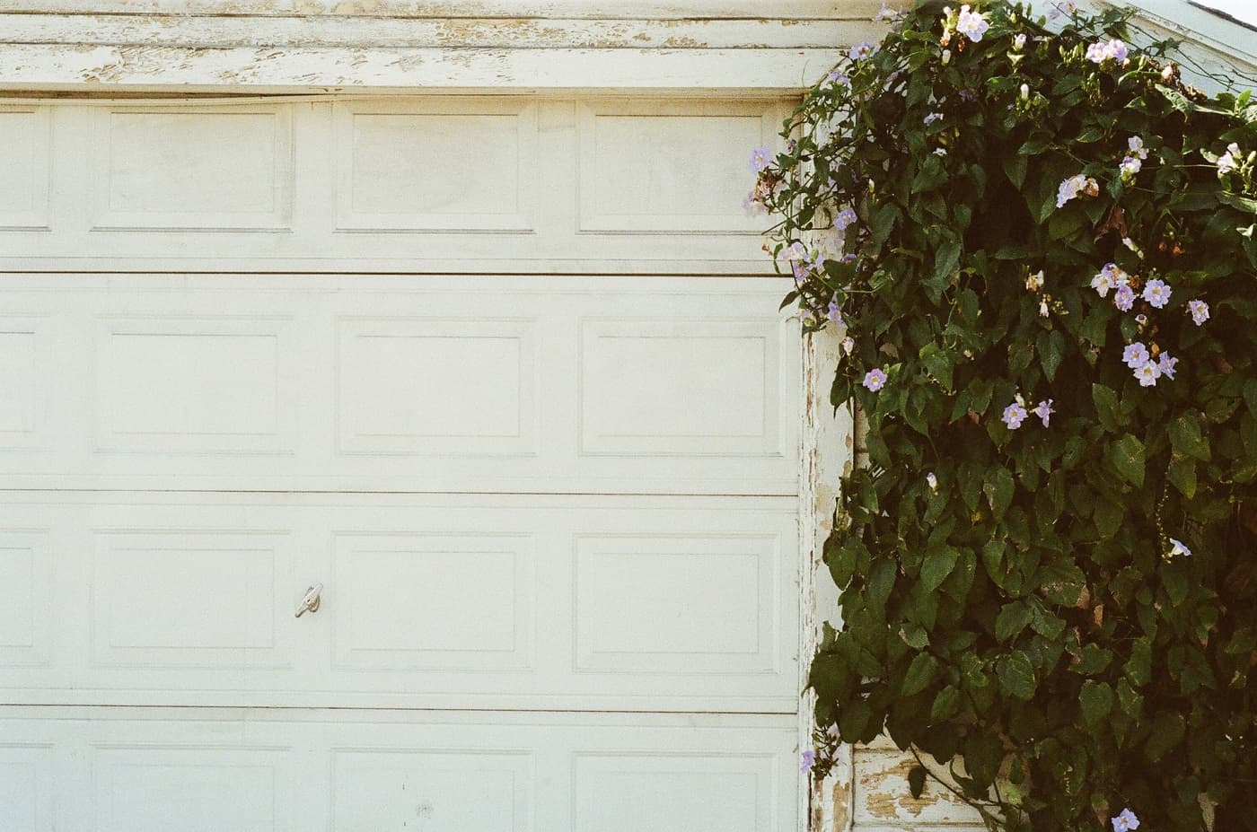 Garage door with plant beside it. Photo from Jaymantri via Pexels.