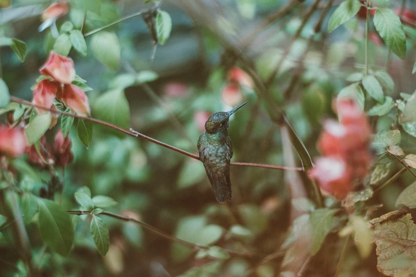 hummingbird in tree - how to attract wildlife to your garden