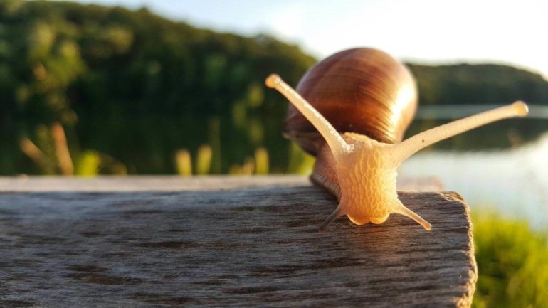 snail on log by lake - natural ways to get rid of snails