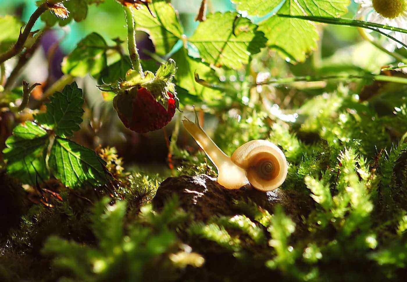 snail reaching for strawberry - natural ways to get rid of snails
