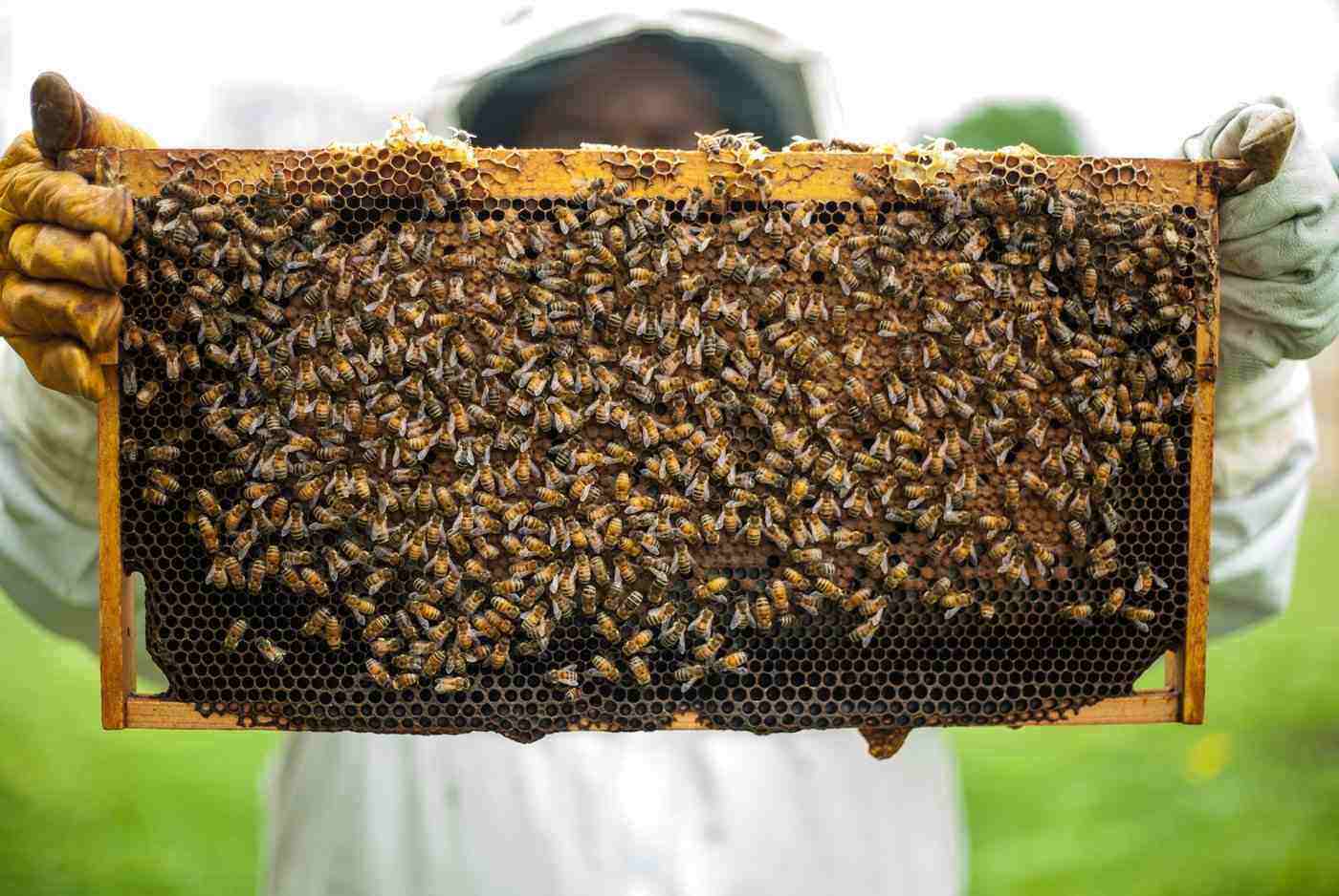 beekeeper and bees - the pros and cons of backyard beekeeping