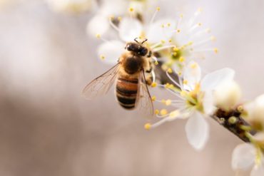 bee on white blossoms - pros and cons of backyard beekeeping
