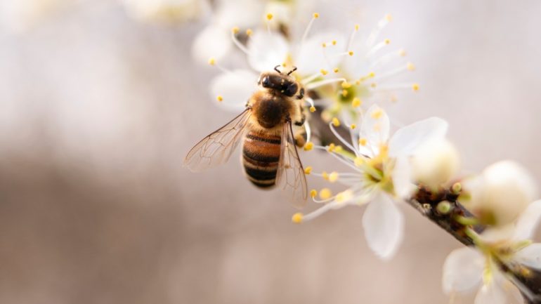 bee on white blossoms - pros and cons of backyard beekeeping