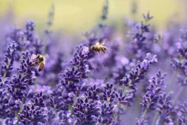 bees on purple flowers - top 5 ways bees matter for our environment