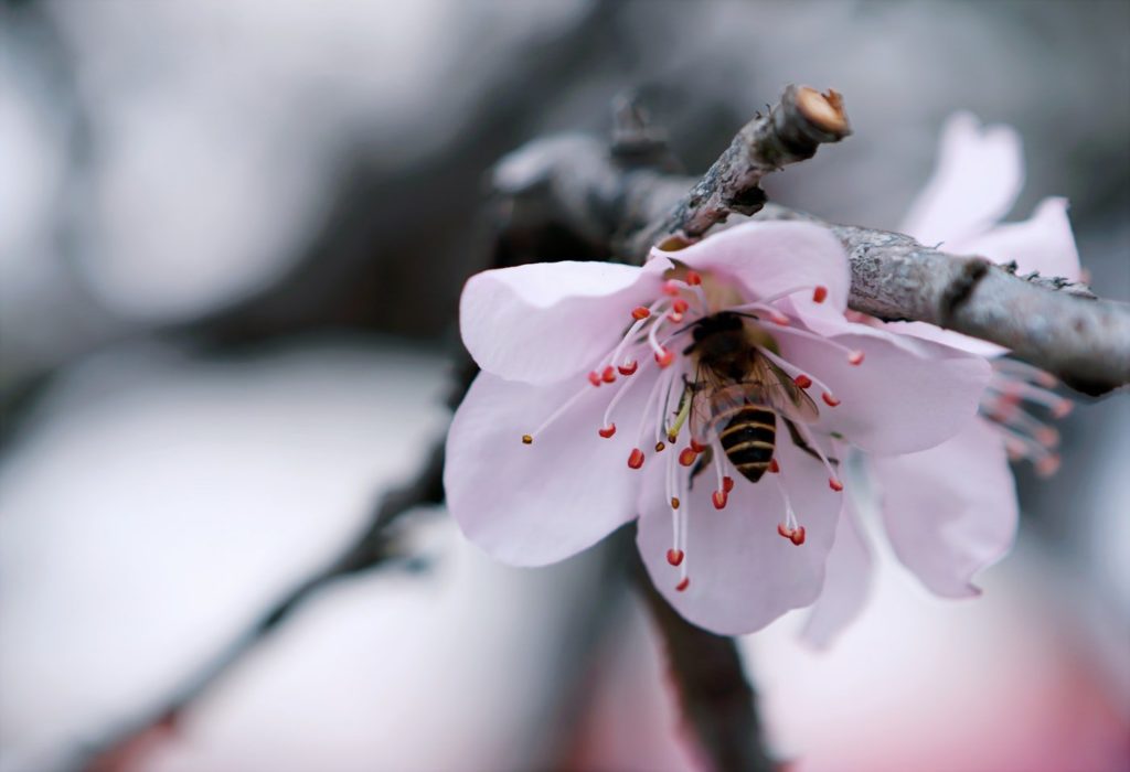 bee in pink blossom - top 5 reasons bees matter to our environment