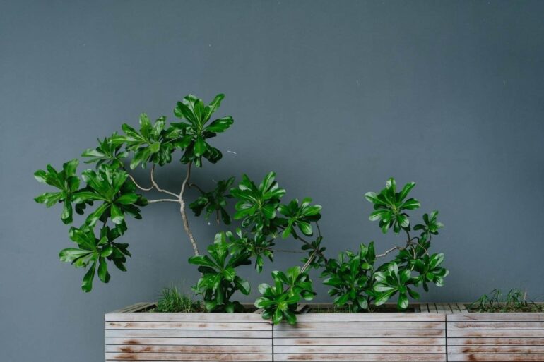 green plant in wooden box - indoor plants