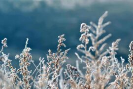 frosted grass - mid-winter care for your landscape