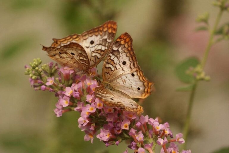 two butterflies on flower - 5 tips to create a butterfly garden
