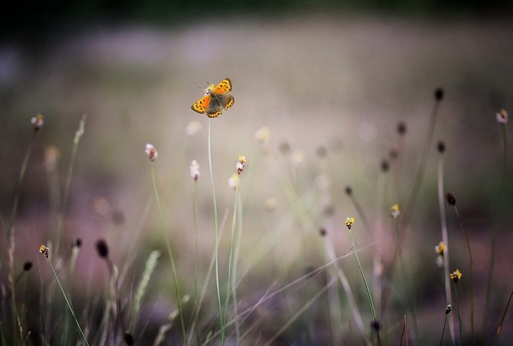 small butterfly in meadow - 5 tips to create a butterfly garden