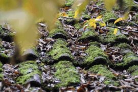 close-up of lichen on roof - green roofing and siding trends