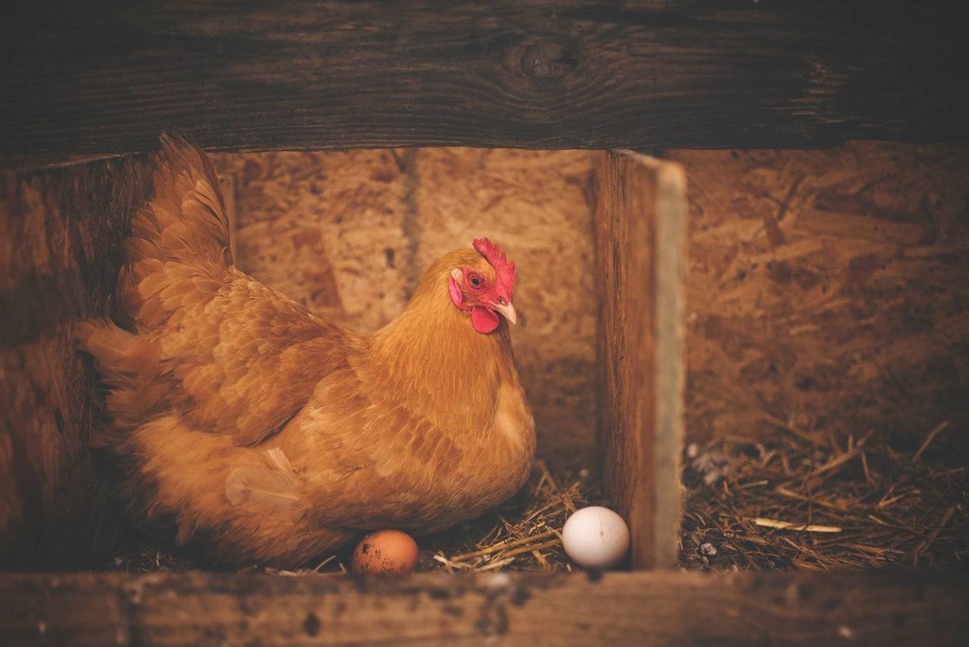 brown hen with eggs - building a backyard chicken coop