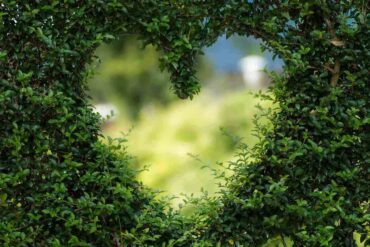 topiary heart - 6 lifestyle changes to be more environmentally friendly