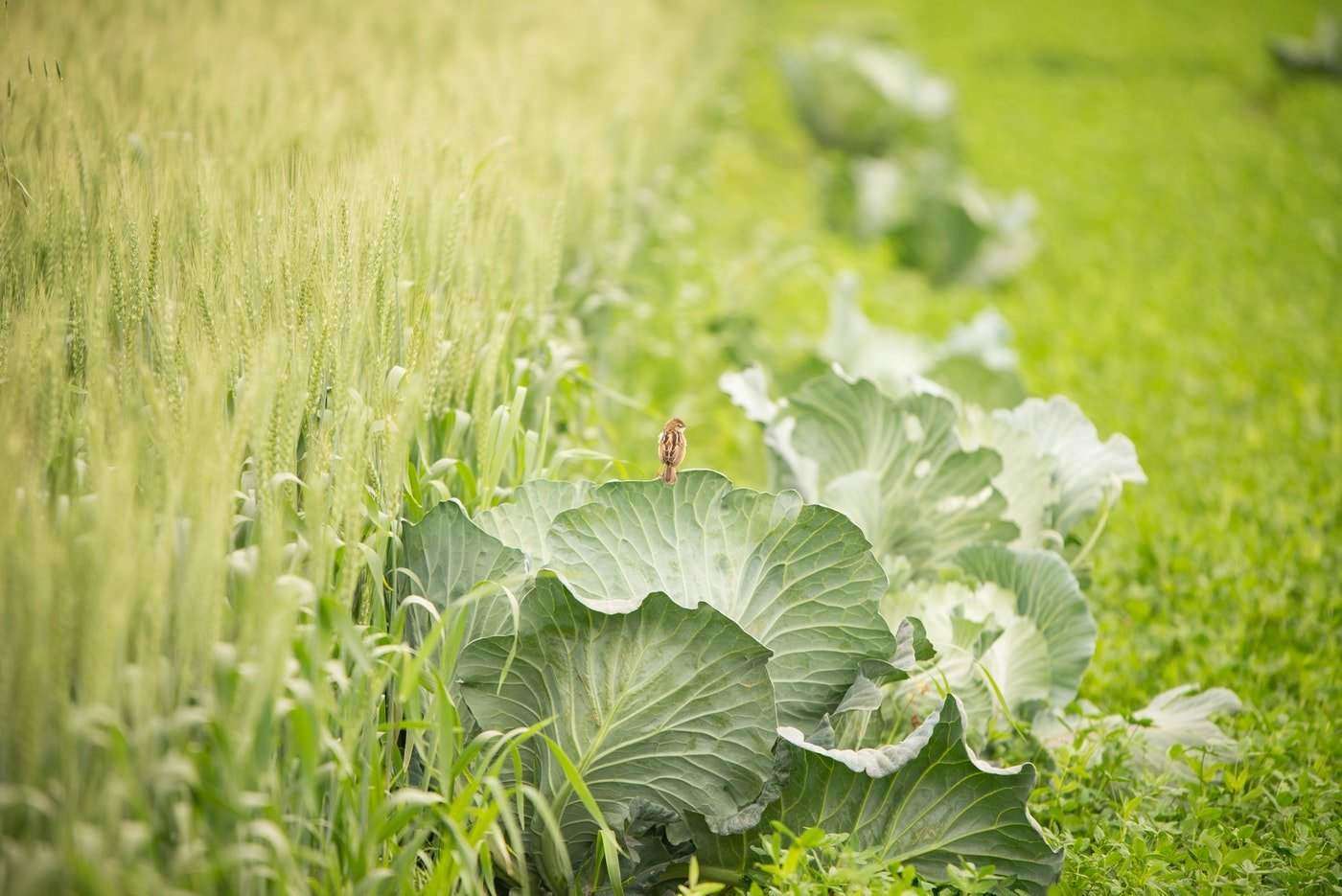 cabbages and wheat - how to create a sustainable eco-garden