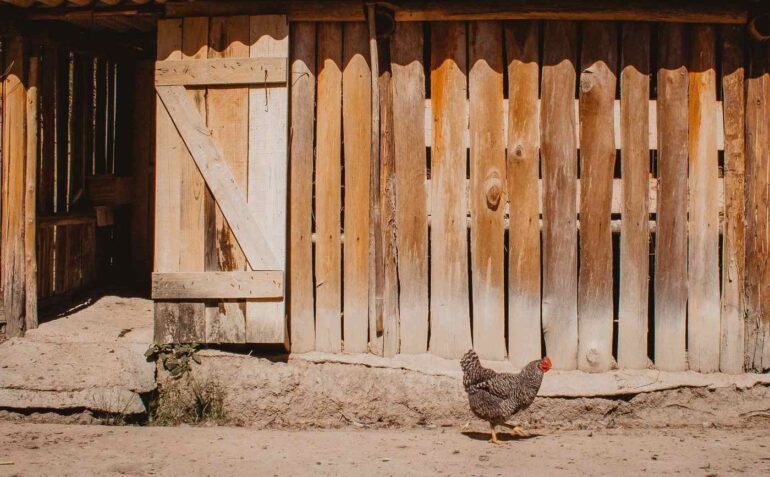 chicken in front of wooden fence - building a backyard chicken coop