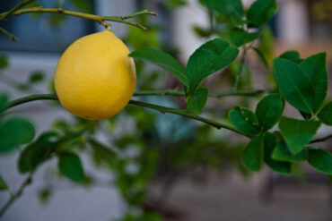 meyer lemon on tree - why meyer lemons are so special and how to grow them