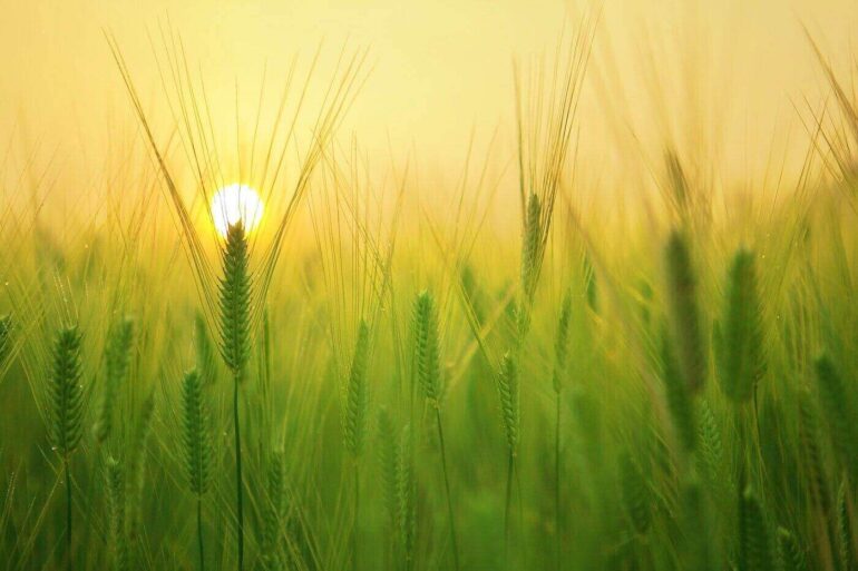 morning sun through green wheat - how to switch your home to a solar system