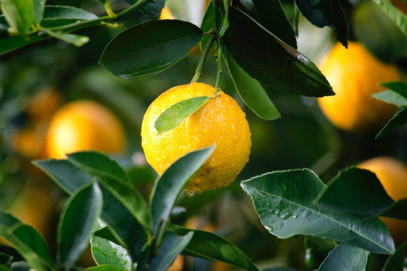 yellow citrus tree - why meyer lemons are so special and how to grow them