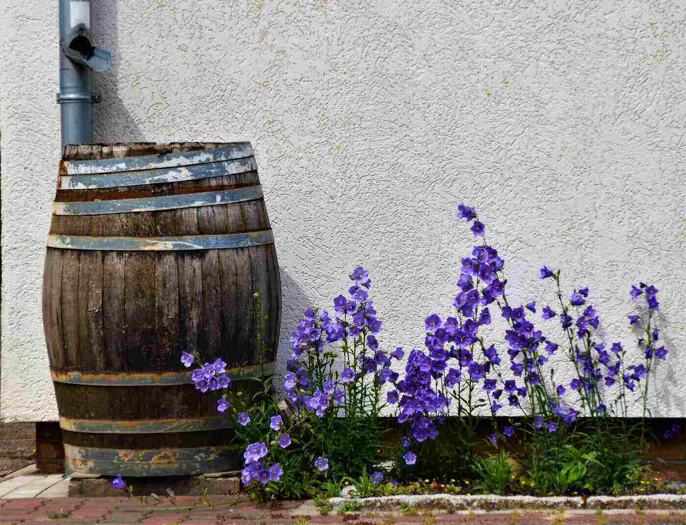 rain barrel and purple flowers - how to conserve water and recycle it for your garden