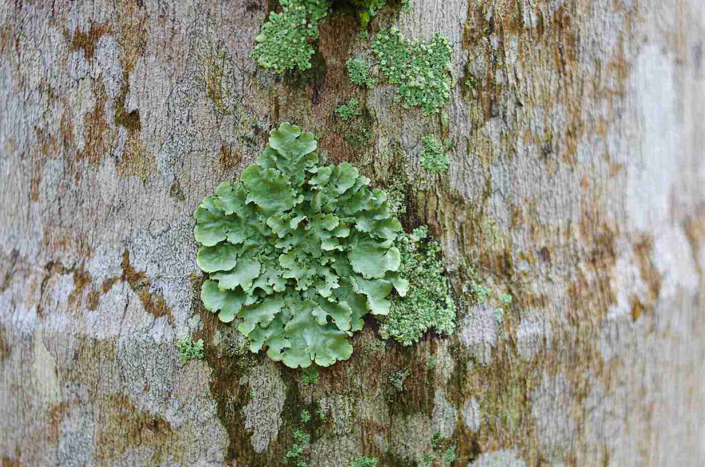 green lichen spot on tree - green ways to keep your home free of mold