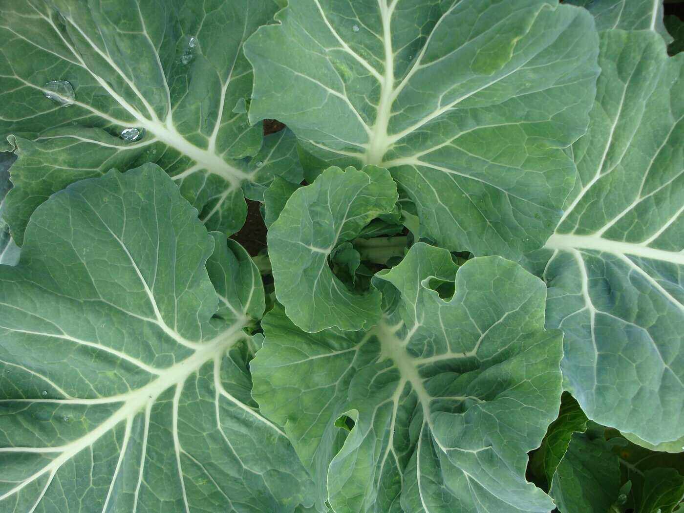 close up of cabbage - is a walipini style sunken greenhouse right for you