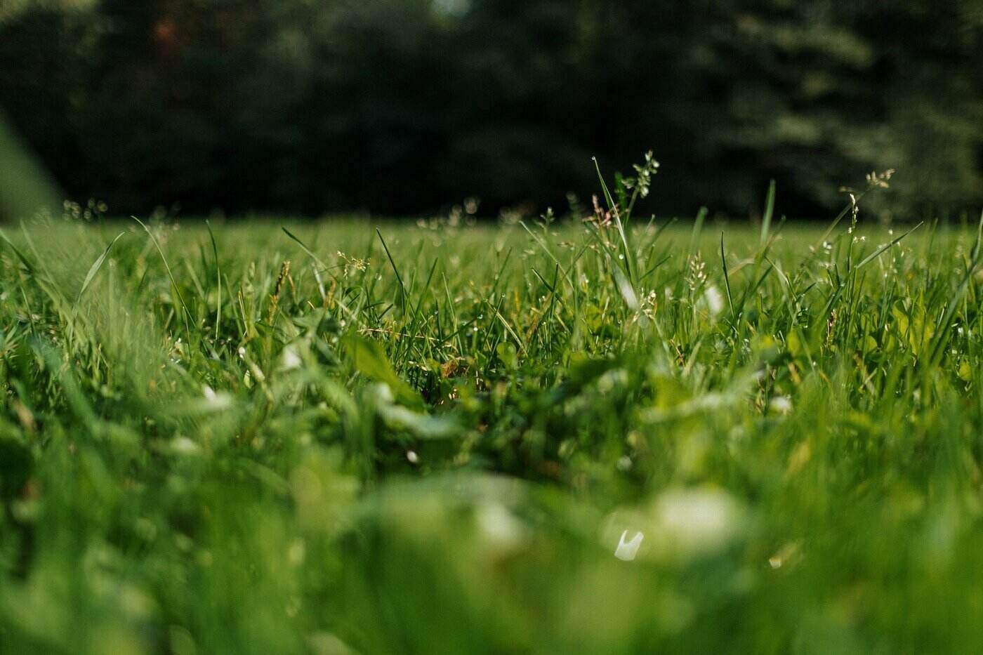 close up of green lawn - tips to keep your septic tank in optimal working condition