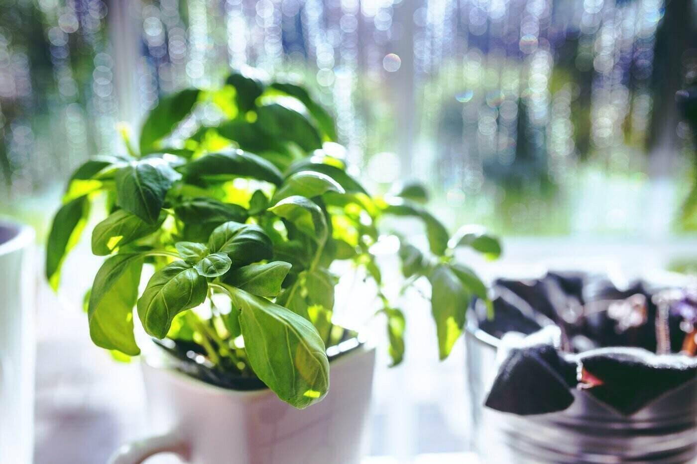 basil growing in mug by window - protecting trees and plants from winter
