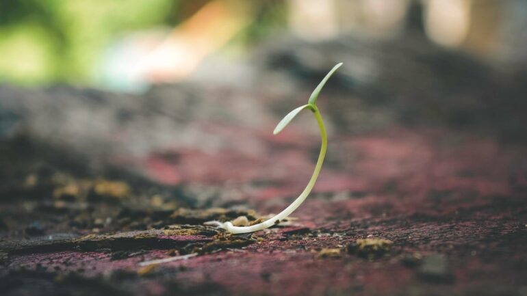 close up of seedling on ground - green living 101