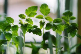seedlings - how to start seeds indoors