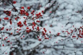 shrub with red berries in snow - protect trees and plants from winter
