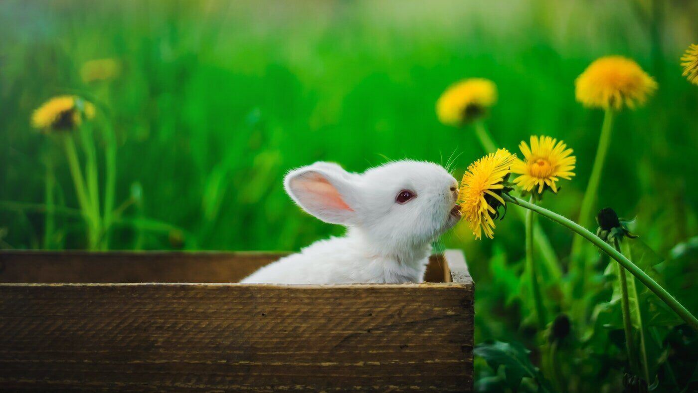 white bunny in box sniffing flower - diy projects that brighten your day