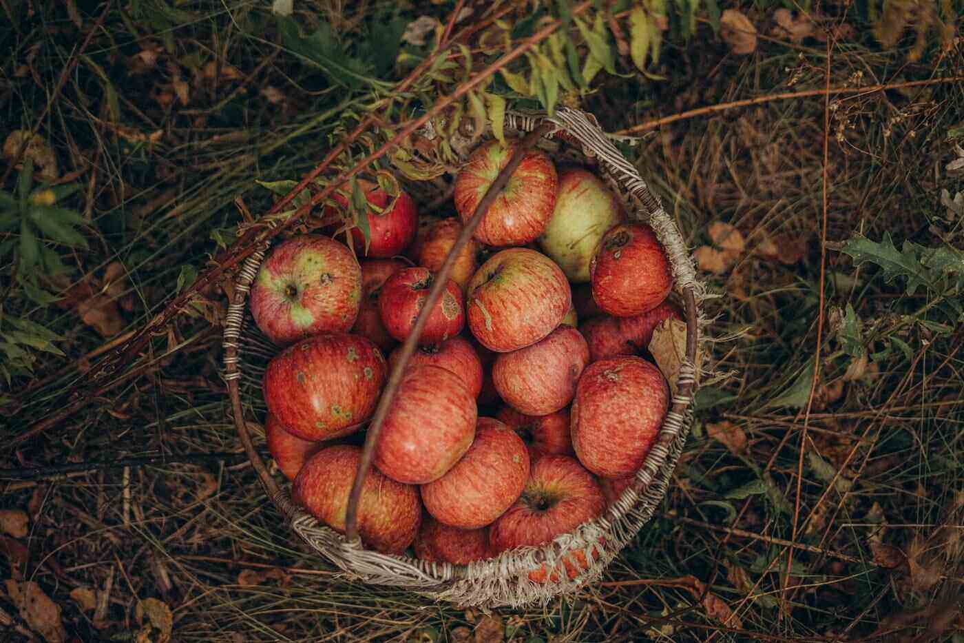 basket of apples in meadow - can plant psychology help us grow better gardens
