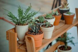 houseplants in clay pots on stand - 7 moving tips for transporting houseplants safely