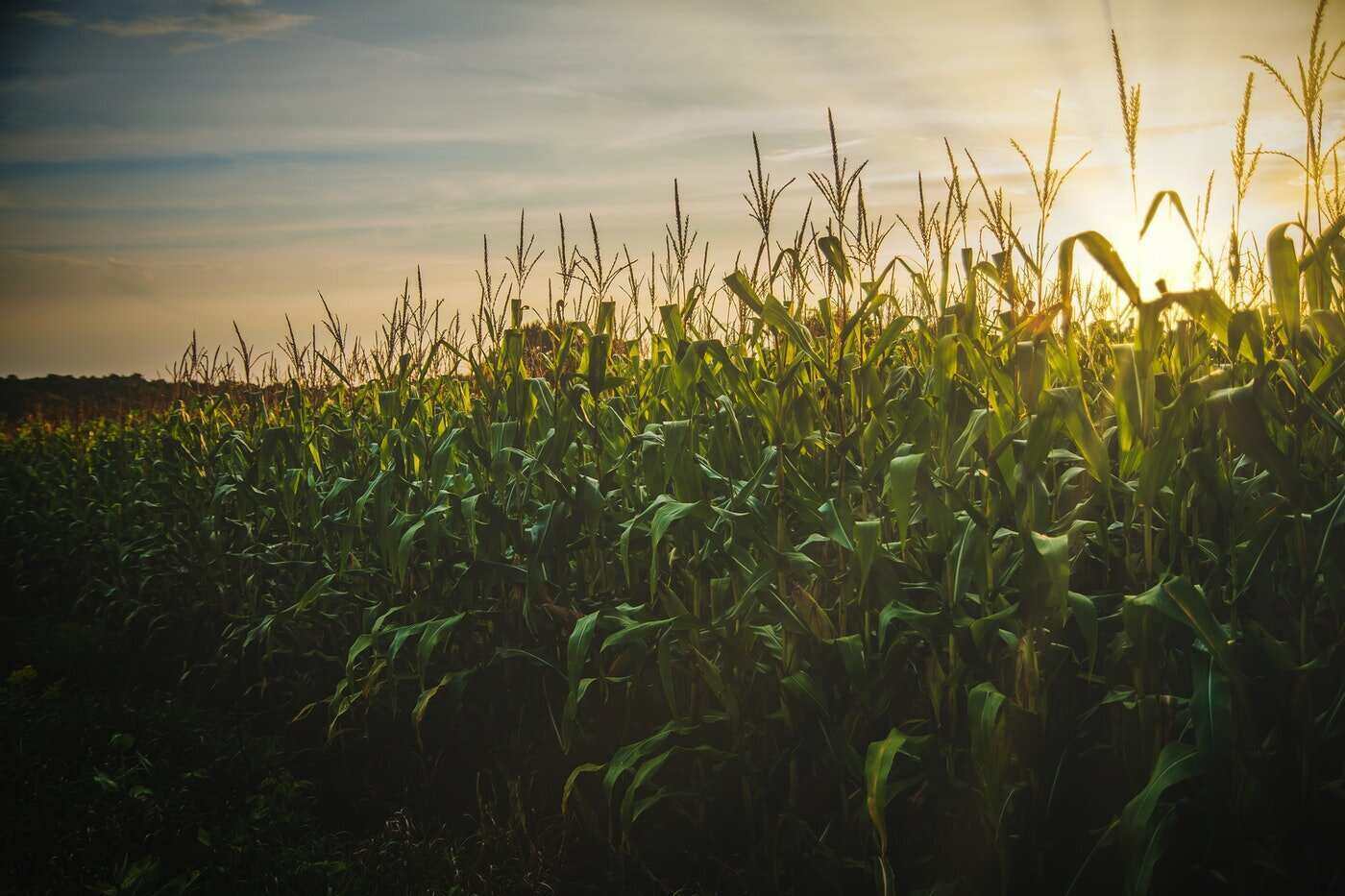 corn field - the not-so-secret dangers of paraquat and how it affects you
