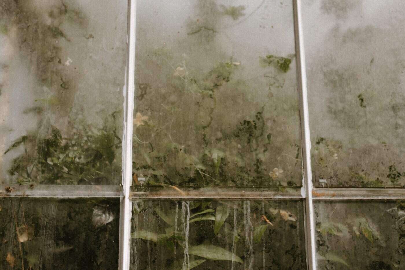 fogged greenhouse window with plants inside - how to ensure the longevity of your backyard greenhouse