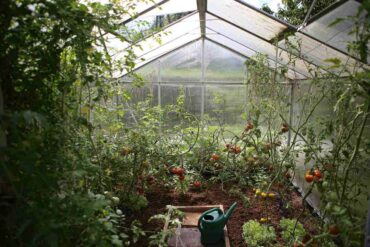 interior of greenhouse with tomatoes and watering can - how to ensure the longevity of your backyard greenhouse